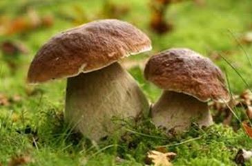 Champignon