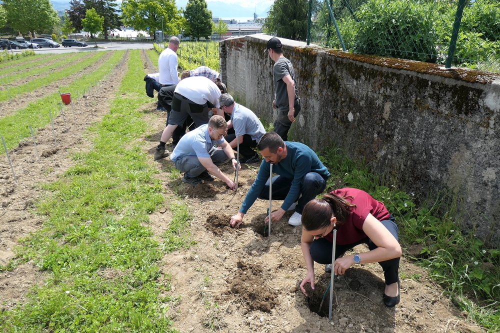 Ecublens complète les cépages de son vignoble communal avec du Gamay