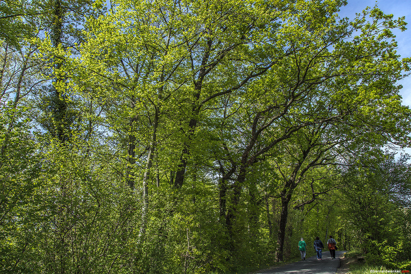 Foret