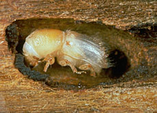 Bostryche_insecte