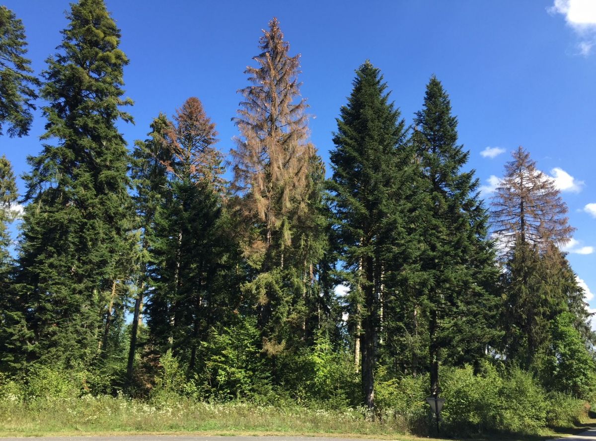 bostryche_forêt
